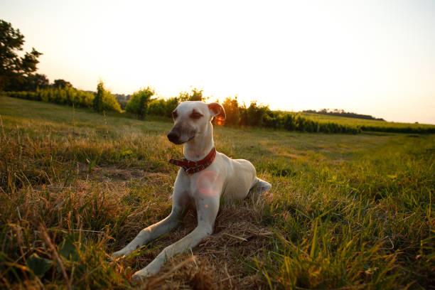 istock Portrait of Greyhound 1091668622