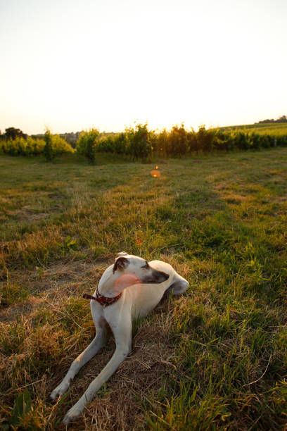 istock Portrait of Greyhound 1091668682