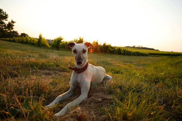 istock Portrait of Greyhound 1091668798