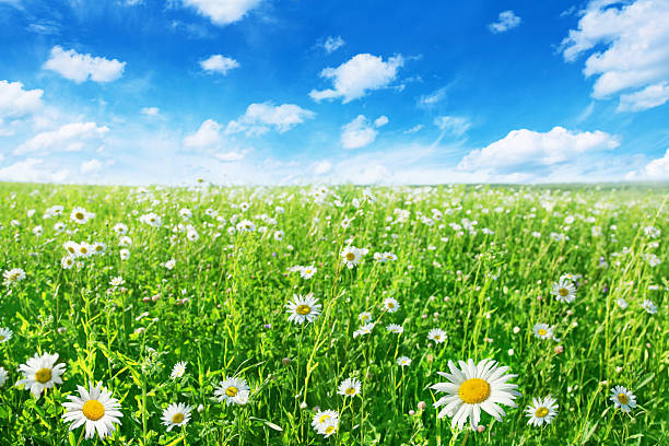 istock Field of daisies in summertime. 109166996