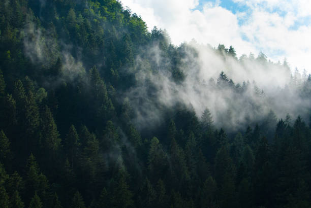 close up of a low clouds above the pines of a big wood in a valley - trepan imagens e fotografias de stock