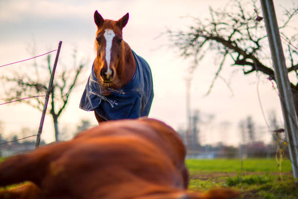 Horse mourns the death of his best friend