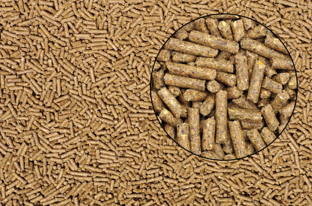 Close-up on animal food with magnifying glass