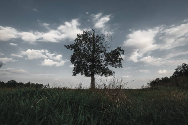 Beautiful landscape with lone tree stands in a green field.