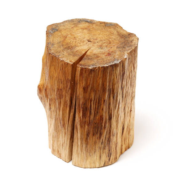 istock Wood log isolated on white background 1091675014