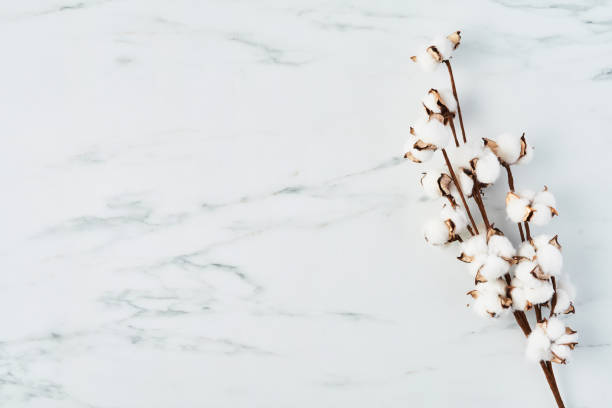 istock Artificial cotton flower on white marble background 1091680482