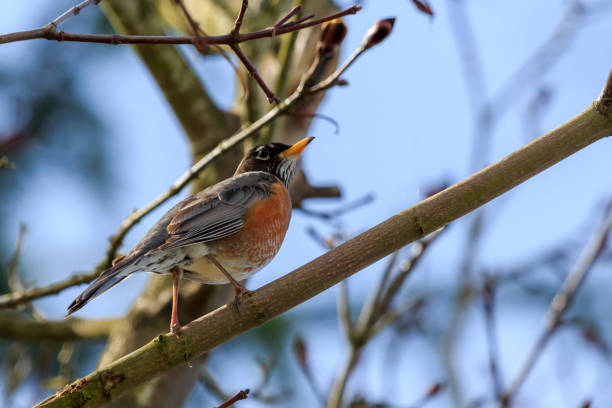 Male American Robin perched on a branch