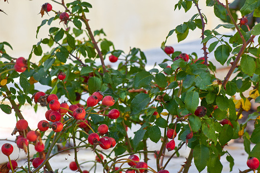 A bush filled with red skimmia berries grows on Cape Cod in early November.