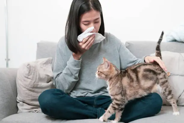 Photo of Cat owner and her cat sitting on a sofa. Young Asian woman has a running nose symptom problem because a cat allergy problem.