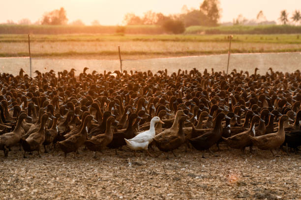 istock Flock of ducks with sunlight shining in stall 1091685194