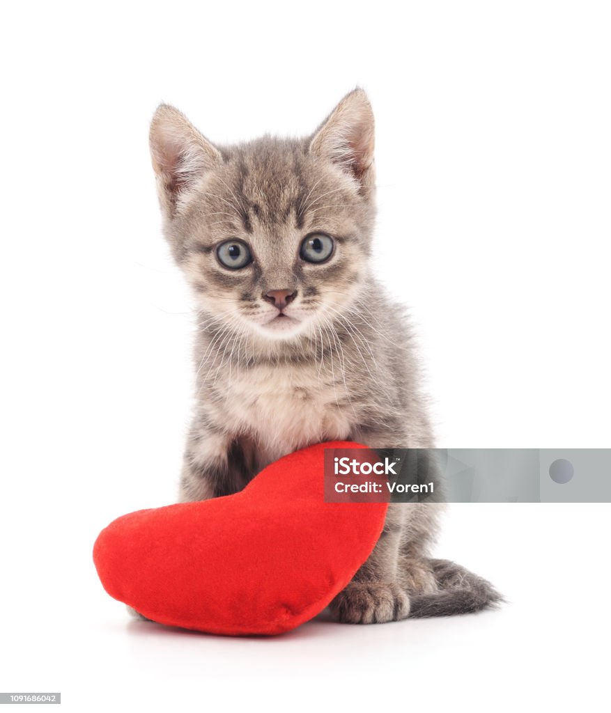 Kitten with toy heart. Kitten with toy heart isolated on a white background. Kitten Stock Photo