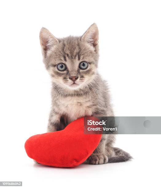 Kitten With Toy Heart Stock Photo - Download Image Now - Kitten, Valentine's Day - Holiday, Abstract