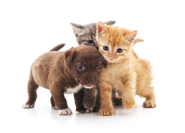 Kittens and puppy. Kittens and puppy isolated on a white background. dog group of animals three animals happiness stock pictures, royalty-free photos & images