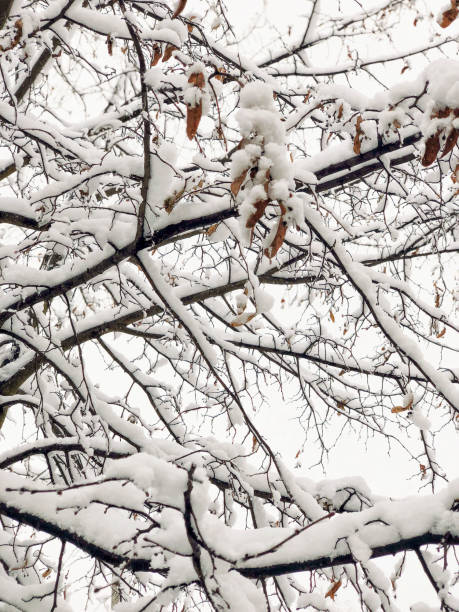 istock branches of tree under snow in winter 1091687690
