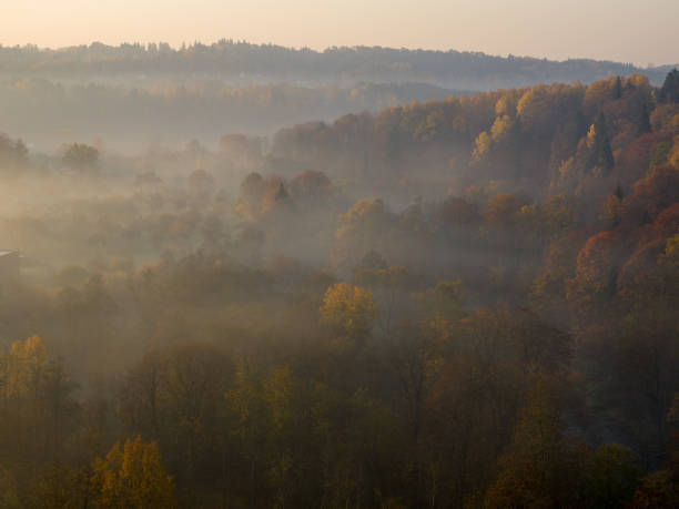 istock Forest in morning fog 1091687882