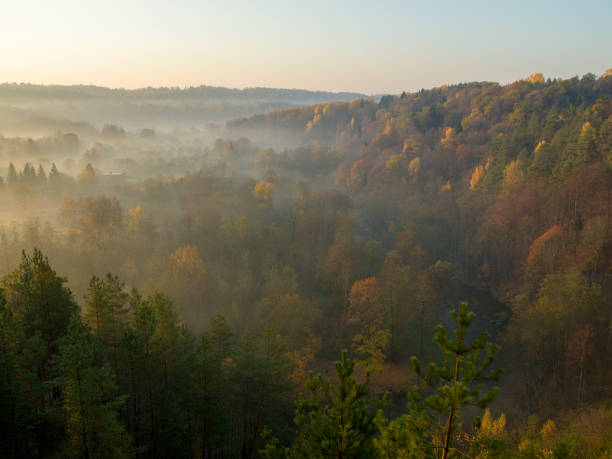 istock Forest in morning fog 1091687900