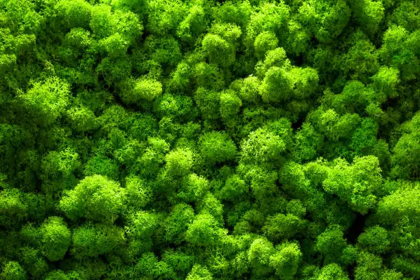 Green moss backgruond close up interior design. top view close up.