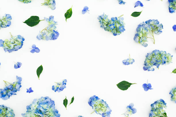 istock Floral frame of blue hydrangea flowers with leaves on white background. Flat lay, top view 1091691892