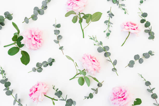 istock Floral pattern of pink flowers and eucalyptus branches on white background. Flat lay, top view. Valentines day background 1091691976