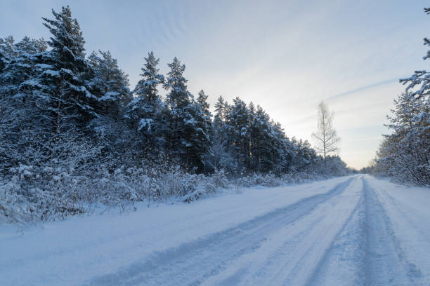 istock Pine forest in winter sunny day 1091693048