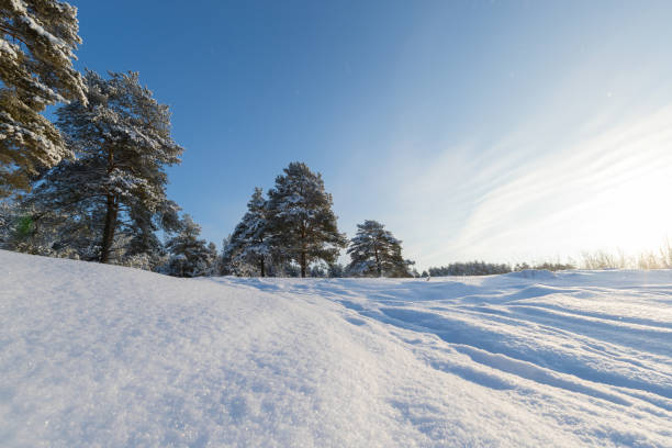 istock Pine forest in winter sunny day 1091694484