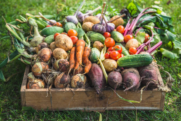 bioenoso. prodotti da giardino e verdure raccolte. verdure fresche da fattoria in scatola di legno - messi foto e immagini stock