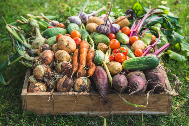 バイオフード。庭の農産物と収穫野菜。木箱の新鮮な農場野菜 - healthy eating 写真 ストックフォトと画像