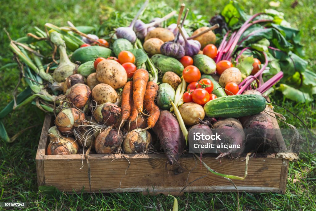 Bio food. Garden produce and harvested vegetable. Fresh farm vegetables in wooden box Vegetable Stock Photo