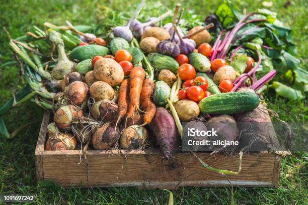 Bio Food Garden Produce And Harvested Vegetable Fresh Farm Vegetables In Wooden Box Stock Photo - Download Image Now