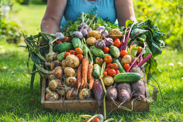 farmer with vegetables in the box, farm fresh vegetable harvest or garden produce. organic farming concept. - tomato women green market imagens e fotografias de stock