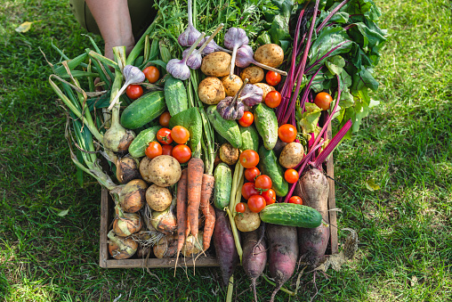 Farmer with vegetables in wooden box, vegetable harvest or garden produce. Organic farming concept.
