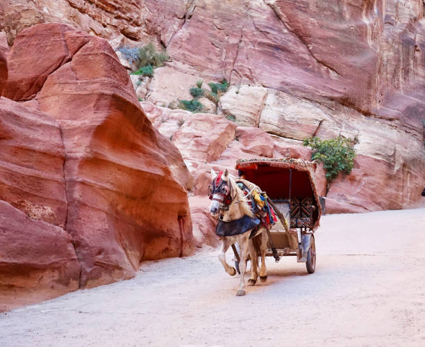 istock The Canyon with horse from Petra 1091698478