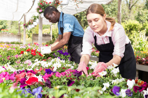 istock Female worker checking flowers in glasshouse 1091701186