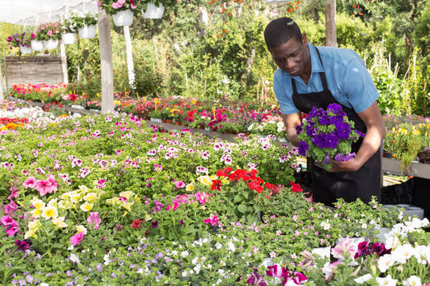 istock Florist man working in greenhouse 1091701276