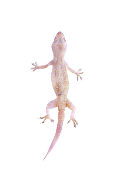 istock Top view asian house gecko  or hemidactylus  isolated on white background with clipping path 1091703406