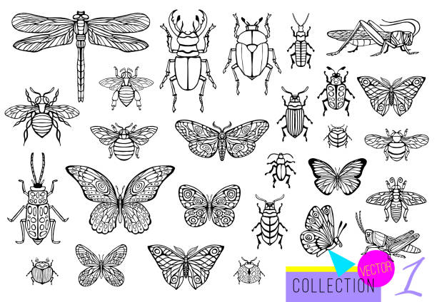 Big hand drawn line set of insects bugs, beetles, honey bees, butterfly moth, bumblebee, wasp, dragonfly, grasshopper. Big hand drawn line set of insects bugs, beetles, honey bees, butterfly moth, bumblebee, wasp, dragonfly, grasshopper. Silhouette vintage sketch style engraved illustration. painted grasshopper stock illustrations