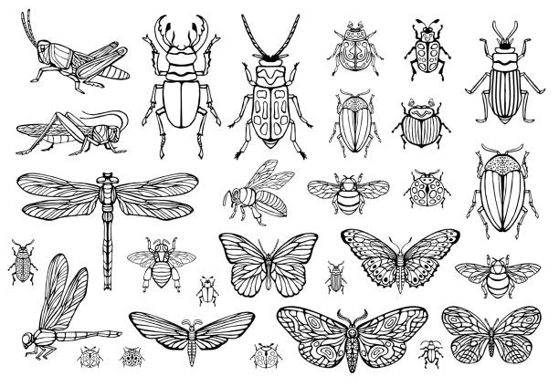 Big hand drawn line set of insects bugs, beetles, honey bees, butterfly moth, bumblebee, wasp, dragonfly, grasshopper. Big hand drawn line set of insects bugs, beetles, honey bees, butterfly moth, bumblebee, wasp, dragonfly, grasshopper. Silhouette vintage sketch style engraved illustration. painted grasshopper stock illustrations