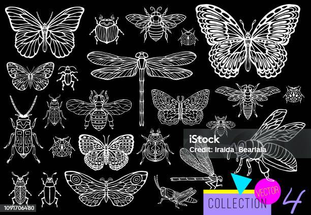 Big Hand Drawn Line Set Of Insects Bugs Beetles Honey Bees Butterfly Moth Bumblebee Wasp Dragonfly Grasshopper Stock Illustration - Download Image Now