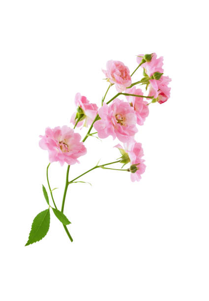 istock Small pink rose flowers on branch isolated on white background with clipping path 1091707068