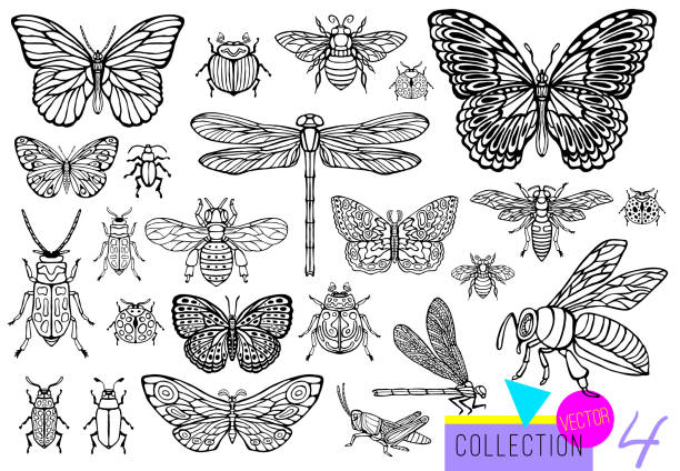 Big hand drawn line set of insects bugs, beetles, honey bees, butterfly moth, bumblebee, wasp, dragonfly, grasshopper. Big hand drawn line set of insects bugs, beetles, honey bees, butterfly moth, bumblebee, wasp, dragonfly, grasshopper. Silhouette vintage sketch style engraved illustration. painted grasshopper stock illustrations