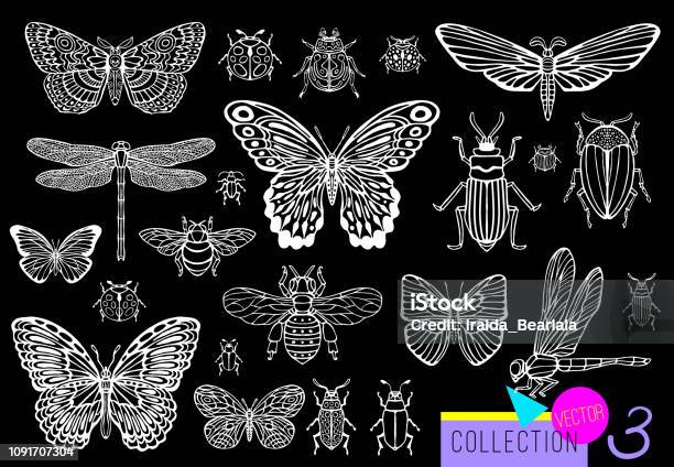 Big Hand Drawn Line Set Of Insects Bugs Beetles Honey Bees Butterfly Moth Bumblebee Wasp Dragonfly Grasshopper Stock Illustration - Download Image Now