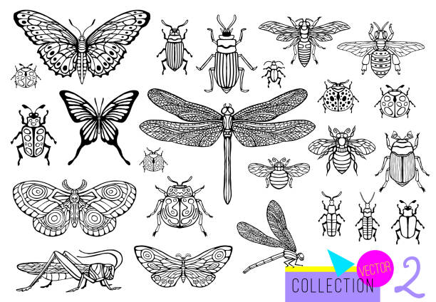 Big hand drawn line set of insects bugs, beetles, honey bees, butterfly moth, bumblebee, wasp, dragonfly, grasshopper. Big hand drawn line set of insects bugs, beetles, honey bees, butterfly moth, bumblebee, wasp, dragonfly, grasshopper. Silhouette vintage sketch style engraved illustration. painted grasshopper stock illustrations