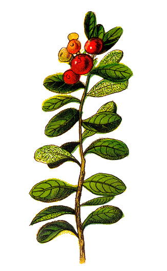 Illustration of a Vaccinium vitis-idaea (lingonberry, partridgeberry or cowberry)