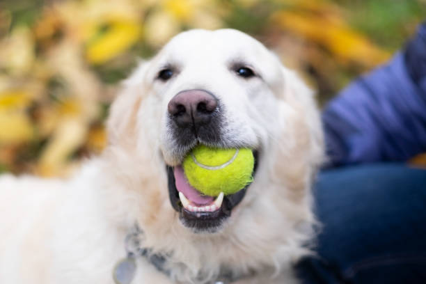 istock Golden retriver playing with his toy outdoor. 1091710616