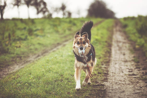 Sweet fluffy tricolor Border Collie Mix brings his favorite ball on a rainy cold winter day Sweet fluffy Border Collie Mix retrieves his favorite ball on a turnip field on a cold rainy winter day agility animal canine sports race stock pictures, royalty-free photos & images