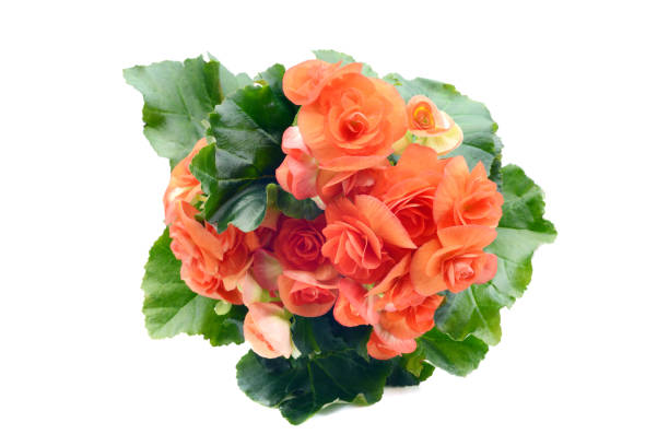 Top view of Orange Begonia flower on white isolated background.