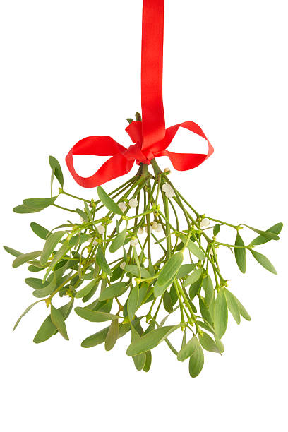 омела несколько изолированных - mistletoe стоковые фото и изображения