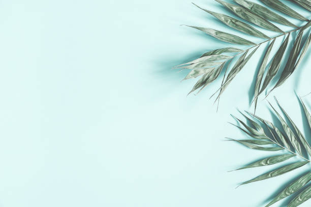 zielone liście palmowe na pastelowym tle mięty. płaski lay, widok z góry, skopiuj miejsce - wedding flower decor invitation zdjęcia i obrazy z banku zdjęć