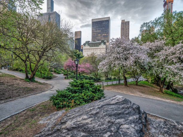 istock Central Park, New York City in spring 1091714362