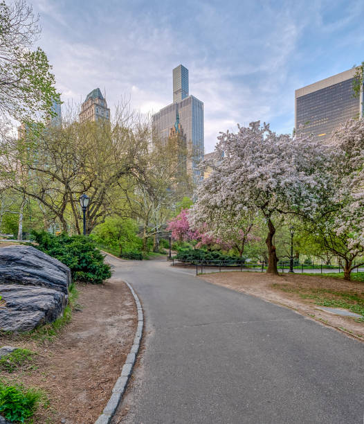 istock Central Park, New York City in spring 1091715508